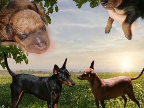 Pinscher nain 950 40120 Pouydesseaux