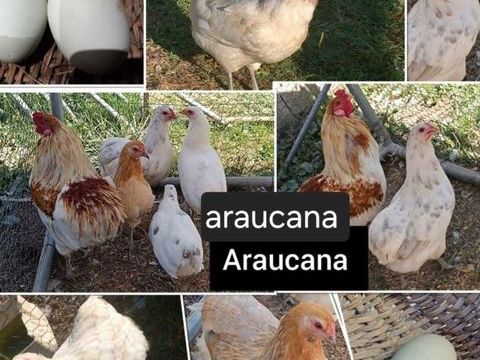 oeufs fecond&eacute;s de araucana 2 71360 Épinac
