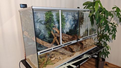 Python Bumblebee - 8 ans - avec ou sans terrarium 100 75012 Paris