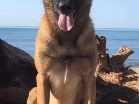 Chiots berger belge malinois LOF 850 64450 Miossens-lanusse