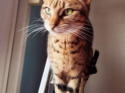 Chatte Savannah 700 21000 Dijon