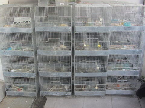 cages de reproduction 300 59690 Vieux-condé