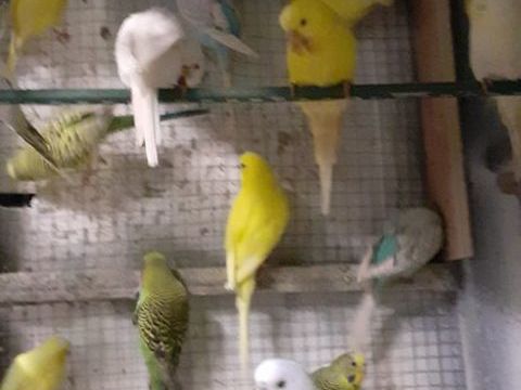 OISEAUX DE CAGES ET DE VOLI&Egrave;RES 12 22400 Lamballe