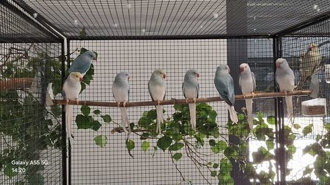 Cède perruches collier d'Asie 160 07530 Genestelle