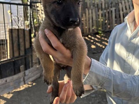Chiot Malinois, 400 34720 Caux