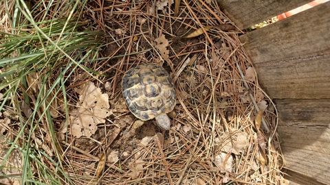 tortues de terre &agrave; c&eacute;der 40 13114 Puyloubier