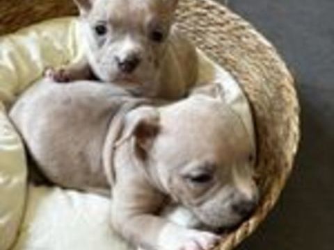  American Bully pocket  
