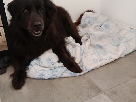 Chien BELLE à l adoption 80 07370 Eclassan