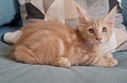 chaton m&acirc;le Maine Coon LOOF 950 83000 Toulon