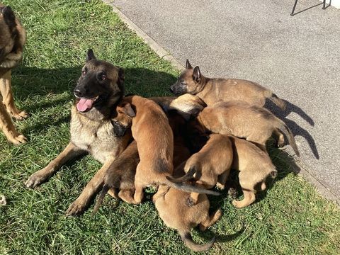 7 chiots Malinois 650 02160 Pontavert