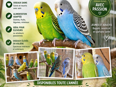 Perruche ondul&eacute;e 10 62200 Boulogne-sur-mer