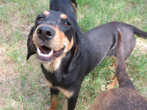 Dorie, 16 mois, est à l'adoption! 0 34000 Montpellier