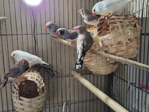 Couple d Oiseaux Mandarin gris ou blanc  0 86430 Luchapt