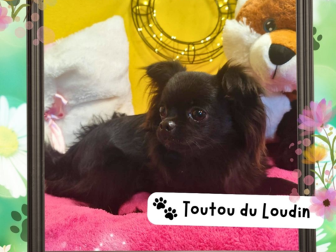 Chiot chihuahua femelle poils longs 600 18140 Pr�cy