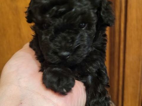 Chiot Caniche Toy  Femelle 1700 59400 Cambrai