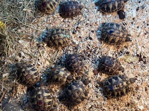 Tortues de terre boettgeri et greacqua 100 95840 Villiers-adam
