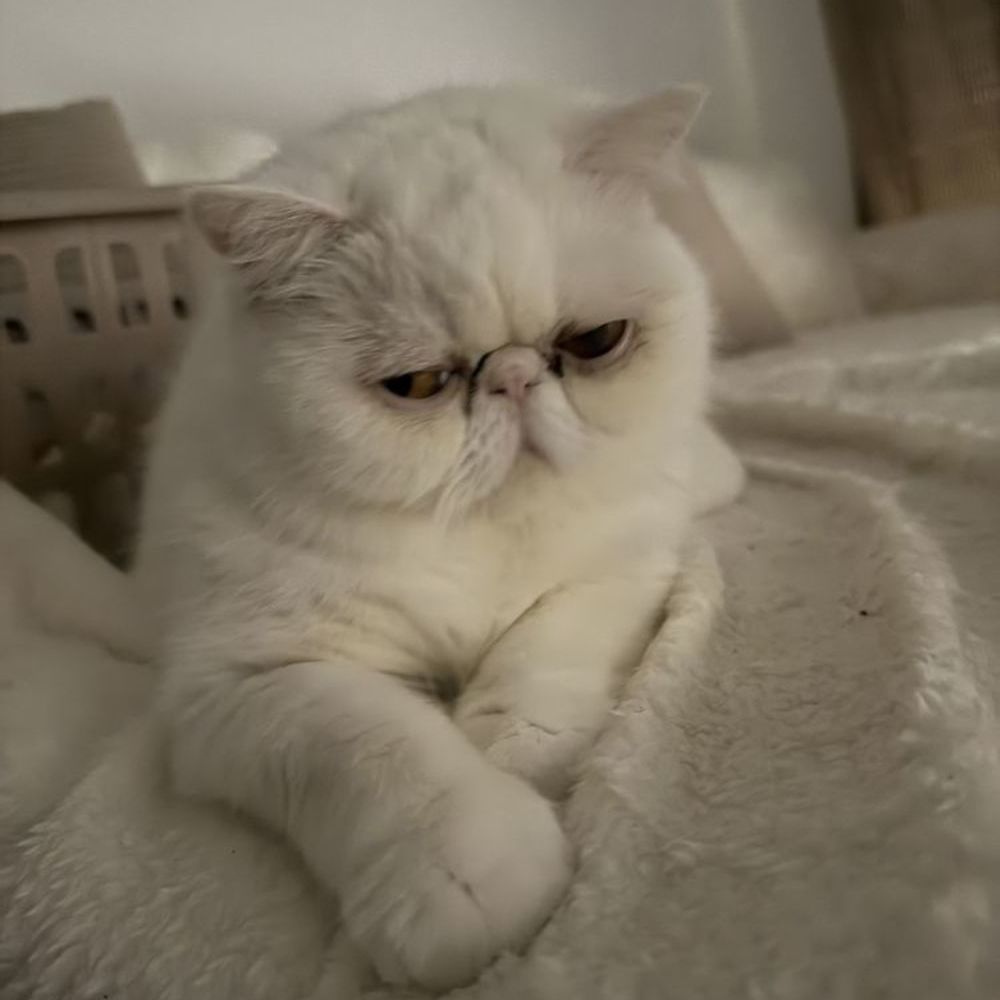   Chat Exotic Shorthair  
