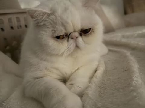Chat Exotic Shorthair 700 13013 Marseille