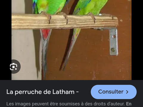 Perruche Latham,swift 2000 46110 Cavagnac