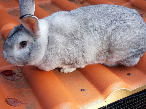 Lapin 20 87290 Chteauponsac