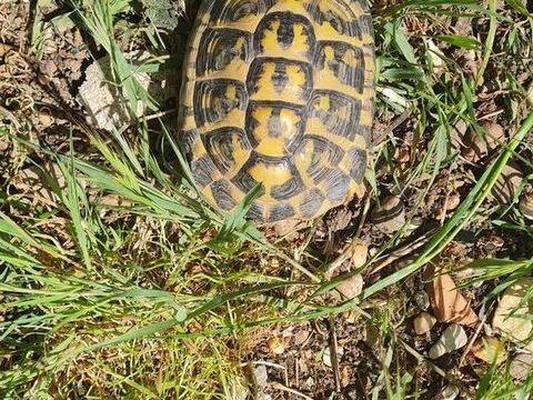 Tortue herman 80 34450 Vias