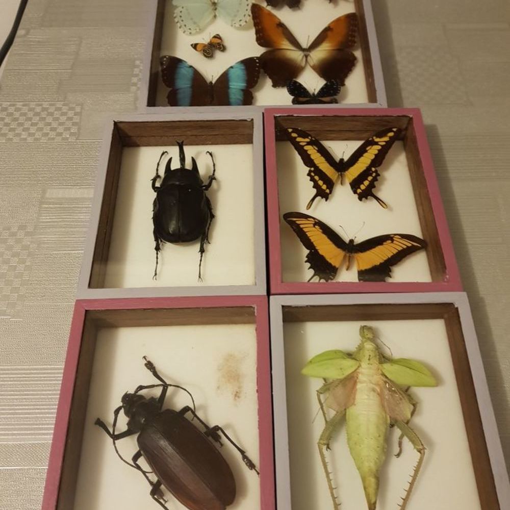 Insectes de collection 