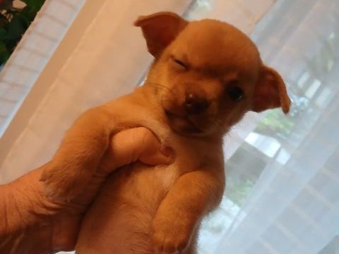 Bb chihuahua  600 34420 Portiragnes