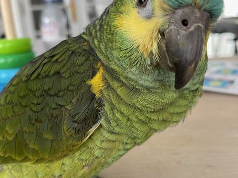 perroquet amazone femelle 7 mois 0 94160 Saint-mand�