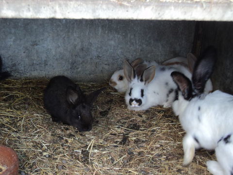 lapin 6 79220 Champdeniers-saint-denis