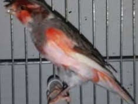 Un couple de CANARIS ARLEQUIN PORTUGAIS HUPPE 0 76240 Bonsecours