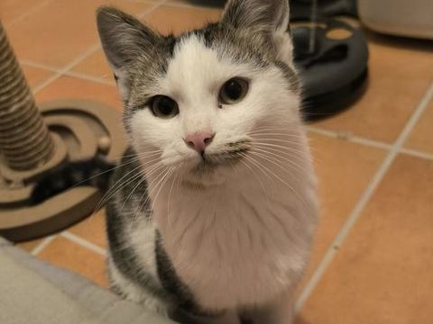 TOULOUSE 1 26230 Valaurie