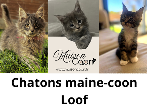 Chatons Maine Coon Loof et polydactyles (certains) 1000 30129 Redessan