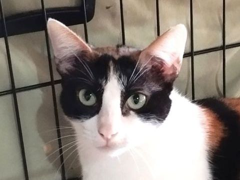 ROMA 230 27620 Gasny