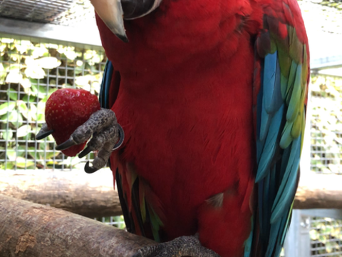 Couples Ara ins&eacute;parables 3500 83440 Tanneron