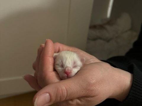 Sacr&eacute; de Birmanie 890 60180 Nogent-sur-oise