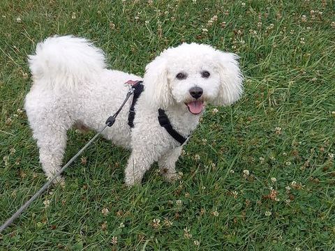 Saillie bichon fris&eacute; 0 62217 Beaurains