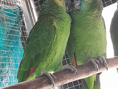 Couple amazone front bleu 1000 62200 Boulogne-sur-mer