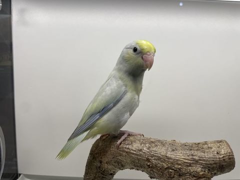 Tou&iuml; Celeste 60 44110 Ch�teaubriant