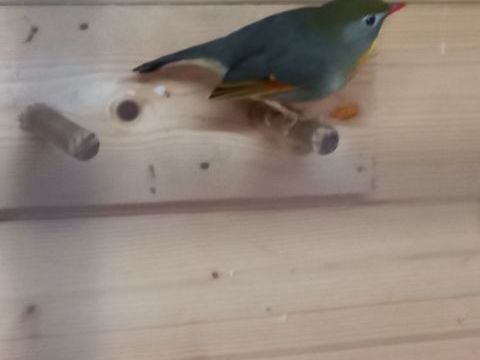 2 femelles de rossignol du Japon 150 59230 Saint-amand-les-eaux