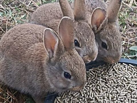 Jeune lapereaux 10 28250 Digny