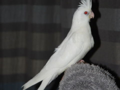 Calopsitte eam albino 100 83170 Brignoles