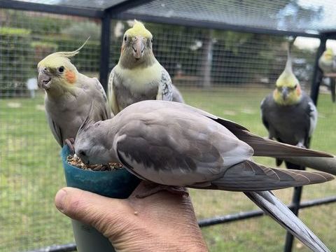 Calopsittes et Croupions 30 26250 Livron-sur-dr�me