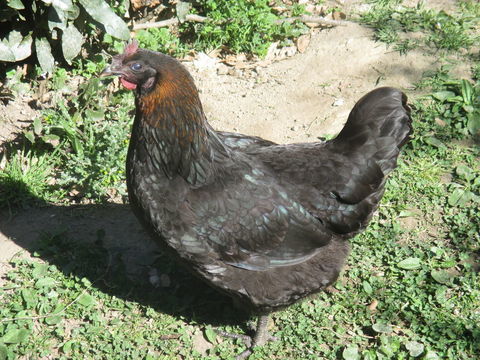 Poule pondeuse 15 03380 Treignat