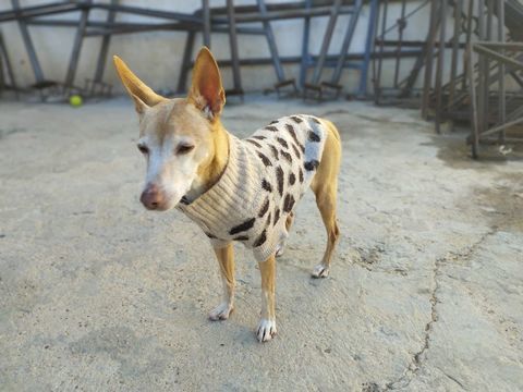 TAMI &#129655; une toute petite mamie de 6 kg à chérir pour la vie 195 24140 Douville