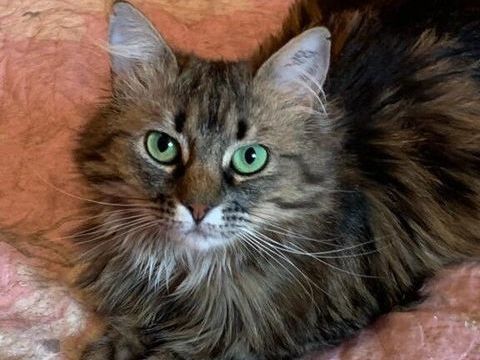 Chlo&eacute;, jolie chatte de 3 ans 1/2 0 49150 Fouger�