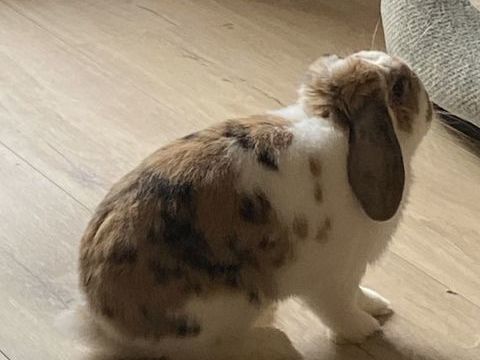 Lapin nan b&eacute;lier &agrave; donner 0 29520 Saint-goazec