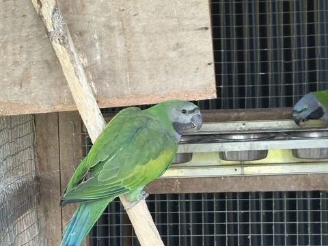 Perruche derby 130 35500 Erbre