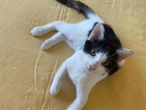 Taki un chaton sociable avec tous 180 92000 Nanterre