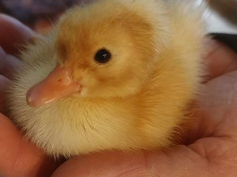 Poule canard oies faisan 1 34725 Jonqui�res