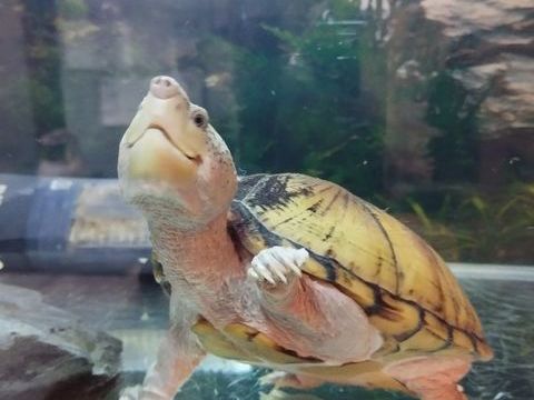 aquarium complet avec tortue Sternotherus carinatus 80 85260 L'herbergement